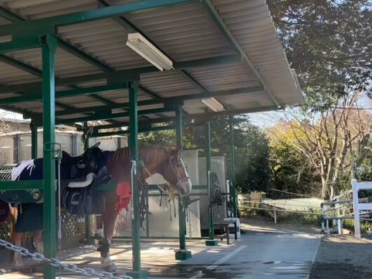 北谷津ゴルフガーデンに隣接する乗馬クラブのお馬さん